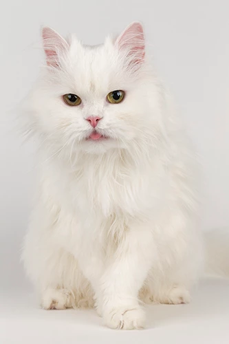 chat blanc à longs poils