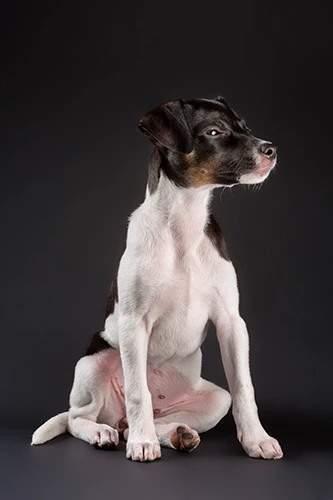 chienne assise regardant sur le côté