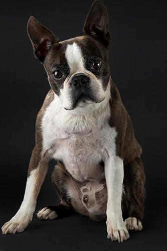 chien assis blanc et brun