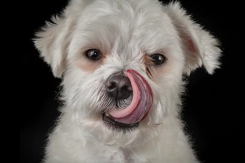 bichon se léchant la truffe