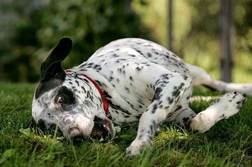 dalmatien en forêt