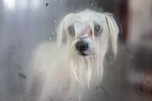 chien blanc et mouillé dans un automate de lavage